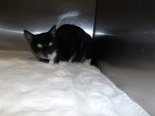 LILA, Adult Domestic Short Hair (medium coat), cat for adoption in Westminster, California
