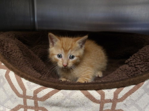 BEAN, Baby Domestic Short Hair (medium coat), cat for adoption in Westminster, California