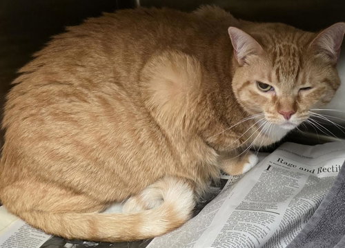 MEME, Adult Domestic Short Hair (medium coat), cat for adoption in Westminster, California