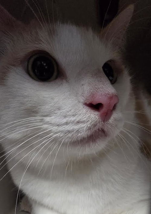 DUCKY, Adult Domestic Short Hair (medium coat), cat for adoption in Westminster, California