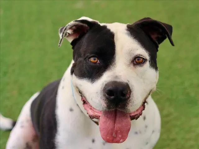 Charles - Pit Bull Terrier