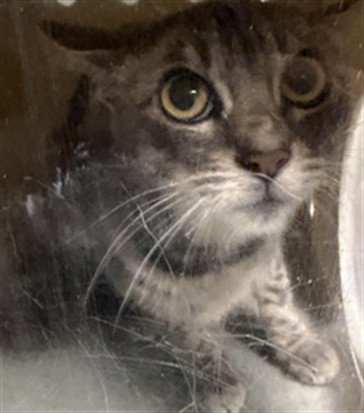 EGYPT, Adult Domestic Short Hair (medium coat), cat for adoption in San Buenaventura (Ventura), California