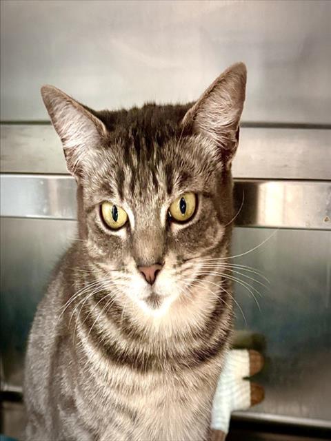 EGYPT, Adult Domestic Short Hair (medium coat), cat for adoption in Alhambra, California