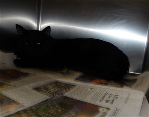KITTEN, Adult Domestic Short Hair (medium coat), cat for adoption in Brea, California