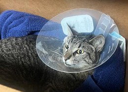 PERCY, Young Domestic Short Hair (medium coat), cat for adoption in San Buenaventura (Ventura), California