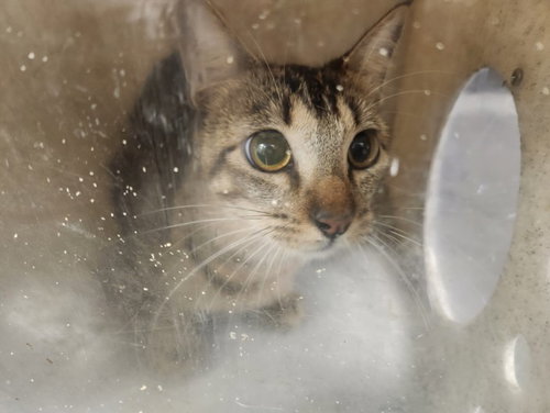 KOI, Adult Domestic Short Hair (medium coat), cat for adoption in San Buenaventura (Ventura), California