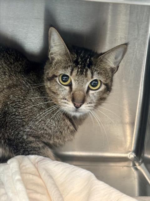 KOI, Adult Domestic Short Hair (medium coat), cat for adoption in Alhambra, California