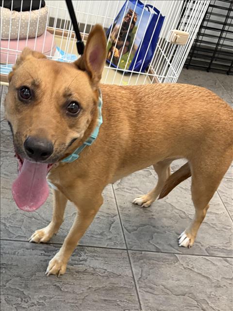 NICO, an adoptable Carolina Dog in Los Angeles, CA