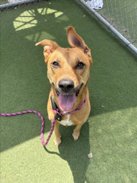 NICO, an adoptable Carolina Dog in Los Angeles, CA