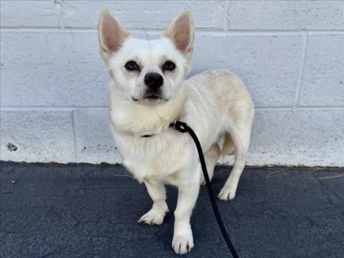 SMUCKER, an adoptable Chihuahua in Los Angeles, CA
