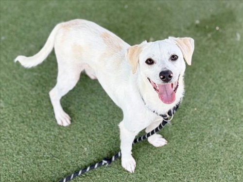 HEARTBREAKER, an adoptable Chihuahua in Los Angeles, CA