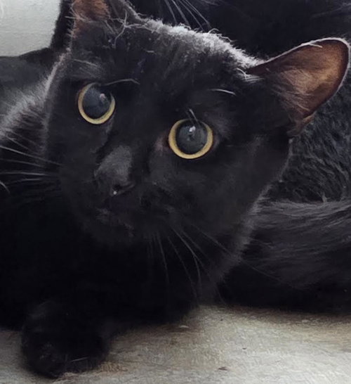 LUNA, Adult Domestic Short Hair (medium coat), cat for adoption in San Buenaventura (Ventura), California