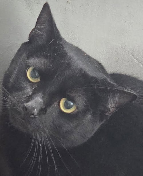SALEM, Adult Domestic Short Hair (medium coat), cat for adoption in San Buenaventura (Ventura), California