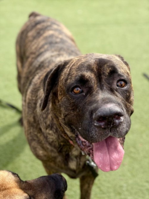 SCARLETTE, an adoptable Cane Corso Mastiff in Los Angeles, CA