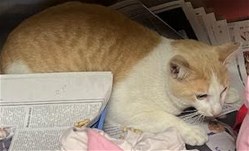 LUCKY, Adult Domestic Short Hair (medium coat), cat for adoption in San Buenaventura (Ventura), California