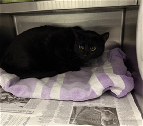 CHILLY, Adult Domestic Short Hair (medium coat), cat for adoption in San Buenaventura (Ventura), California