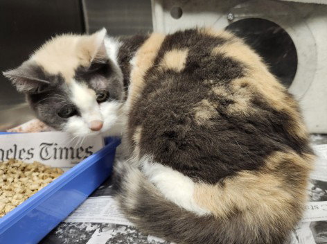 CHLOE, Senior Domestic Short Hair (medium coat), cat for adoption in San Buenaventura (Ventura), California