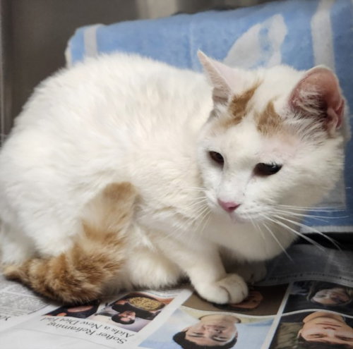 LITTLE BOY, Senior Domestic Short Hair (medium coat), cat for adoption in San Buenaventura (Ventura), California