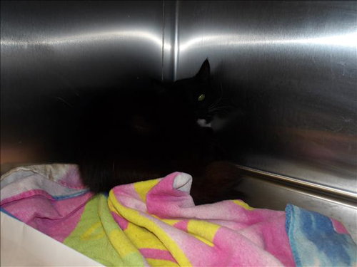 PELUCHE, Young Domestic Short Hair (medium coat), cat for adoption in San Buenaventura (Ventura), California