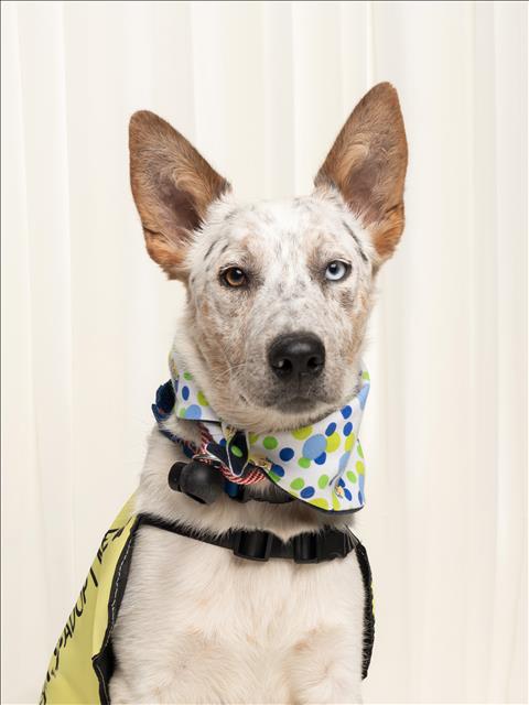 BIG BOY, an adoptable Australian Cattle Dog in Los Angeles, CA