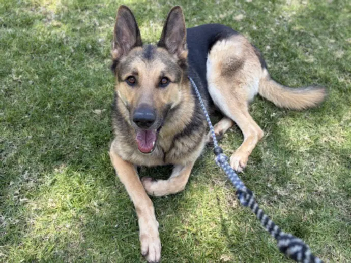 Kai - German Shepherd Dog