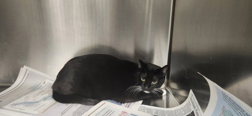 BART, Adult Exotic Shorthair (medium coat), cat for adoption in Alhambra, California