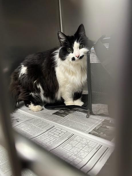 CATTY, Senior Domestic Short Hair (medium coat), cat for adoption in Alhambra, California