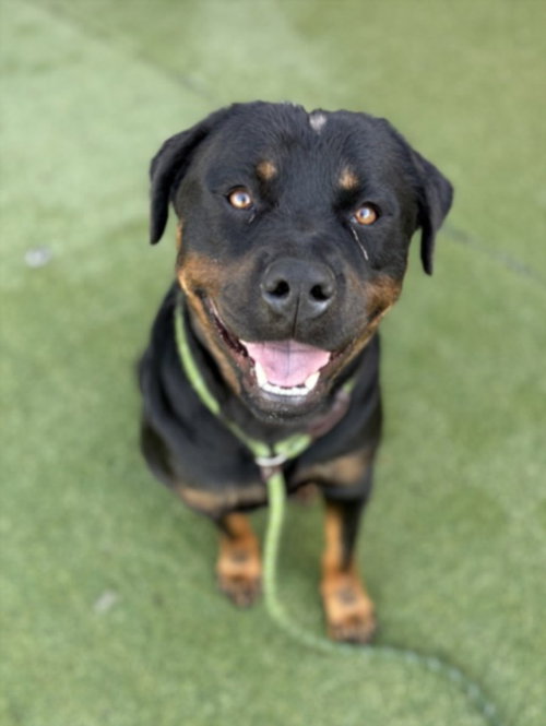 TRUCHA, an adoptable Rottweiler in Los Angeles, CA
