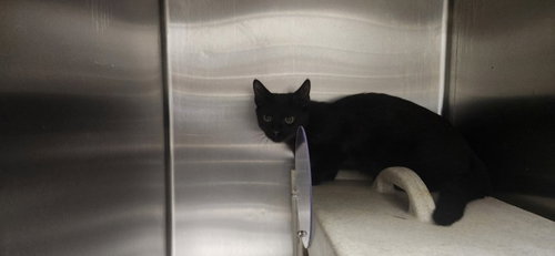 COBALT, Baby Domestic Short Hair (medium coat), cat for adoption in San Buenaventura (Ventura), California