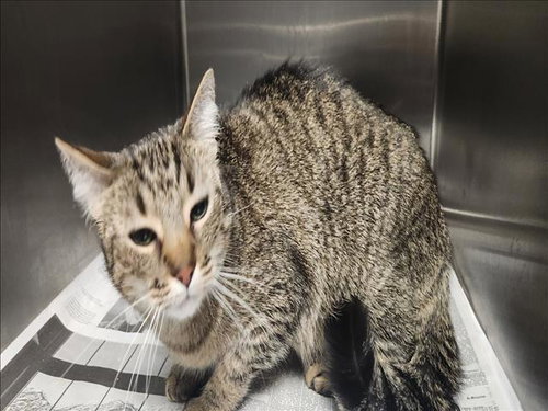 LUNAITA, Adult Domestic Short Hair (medium coat), cat for adoption in San Buenaventura (Ventura), California