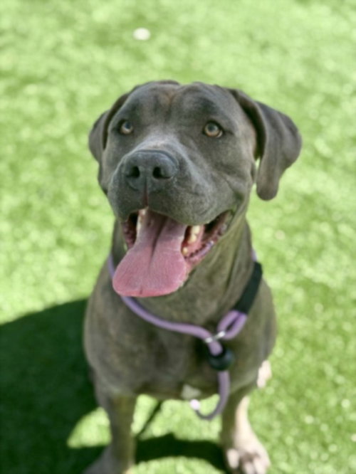 WRINK, an adoptable Cane Corso Mastiff in Los Angeles, CA