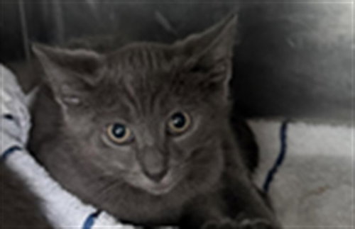 SIMON, Baby Domestic Short Hair (medium coat), cat for adoption in San Buenaventura (Ventura), California