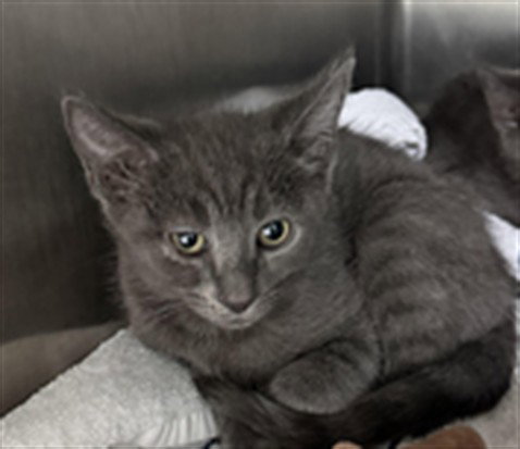 THEODORE, an adoptable Domestic Short Hair in Los Angeles, CA