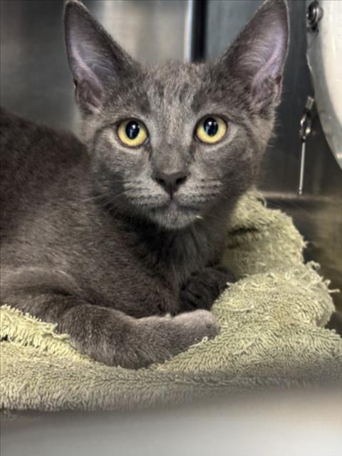 THEODORE, Baby Domestic Short Hair (medium coat), cat for adoption in Torrance, California