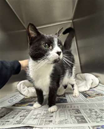 POLLY, Senior Domestic Short Hair (medium coat), cat for adoption in San Buenaventura (Ventura), California