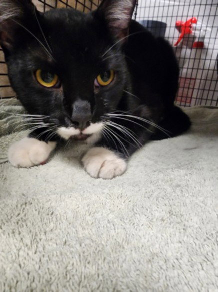 MICKEY, Young Domestic Short Hair (medium coat), cat for adoption in Alhambra, California
