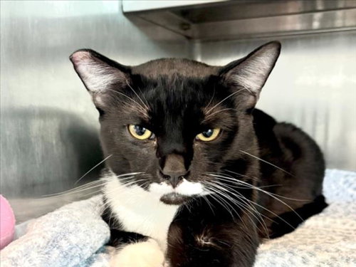MICKEY, an adoptable Domestic Short Hair in Los Angeles, CA