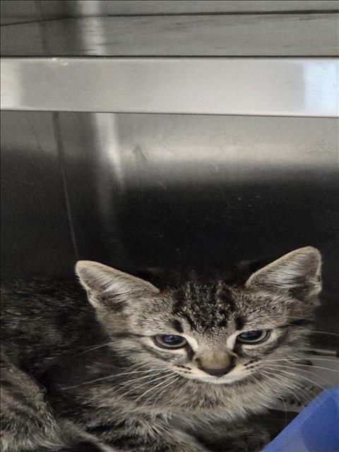 RIBEYE, Baby Domestic Short Hair (medium coat), cat for adoption in Alhambra, California