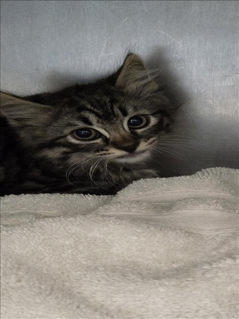 SKY, Baby Domestic Short Hair (medium coat), cat for adoption in Alhambra, California