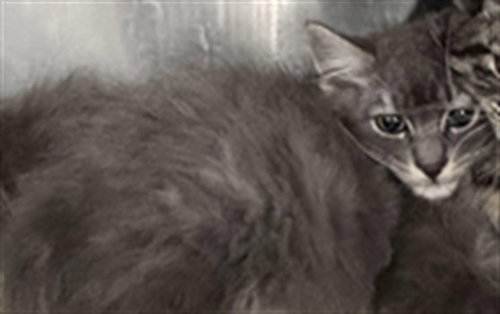 BEANS, Baby Domestic Short Hair (medium coat), cat for adoption in San Buenaventura (Ventura), California
