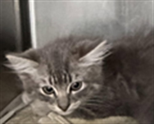 BUGGIE, Baby Domestic Short Hair (medium coat), cat for adoption in San Buenaventura (Ventura), California