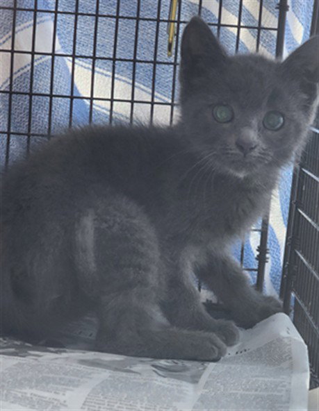 ELEANOR, Baby Domestic Medium Hair (medium coat), cat for adoption in San Buenaventura (Ventura), California