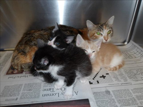 MONICA, Adult Domestic Short Hair (medium coat), cat for adoption in Alhambra, California