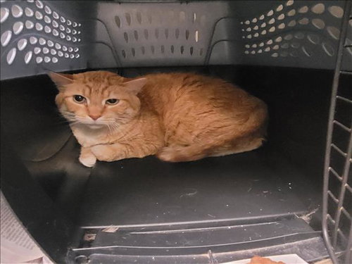 OSCAR, Senior Domestic Short Hair (medium coat), cat for adoption in San Buenaventura (Ventura), California