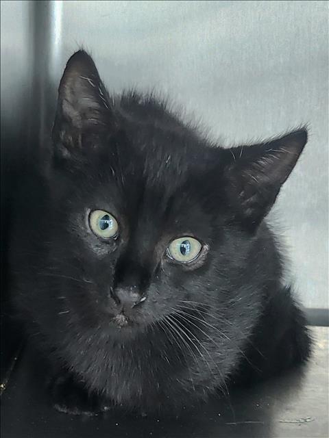 ALVIN, an adoptable Domestic Short Hair in Los Angeles, CA