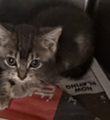 AYDEN, an adoptable Domestic Short Hair in Los Angeles, CA