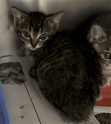 KAEDYN, Baby Domestic Short Hair (medium coat), cat for adoption in San Buenaventura (Ventura), California