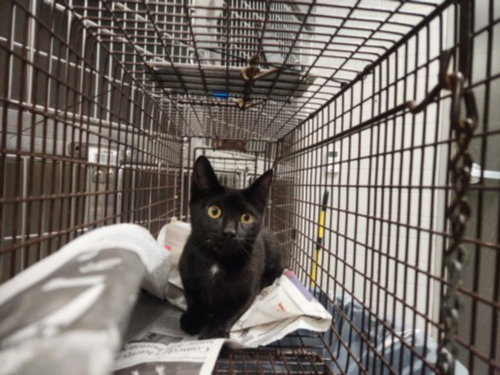 VIOLET, Baby Domestic Short Hair (medium coat), cat for adoption in San Buenaventura (Ventura), California