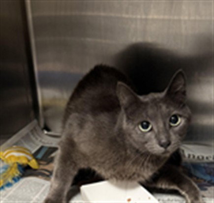 MAMA, Young Domestic Short Hair (medium coat), cat for adoption in San Buenaventura (Ventura), California