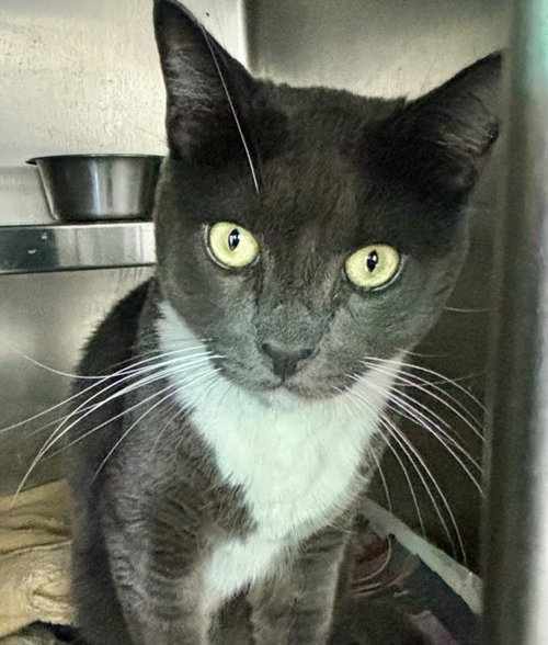 SUNNY, Adult Domestic Short Hair (medium coat), cat for adoption in San Buenaventura (Ventura), California